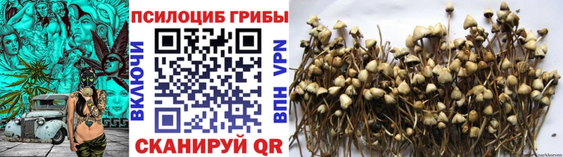 мега   Плёс  Галлюциногенные грибы Psilocybine cubensis 